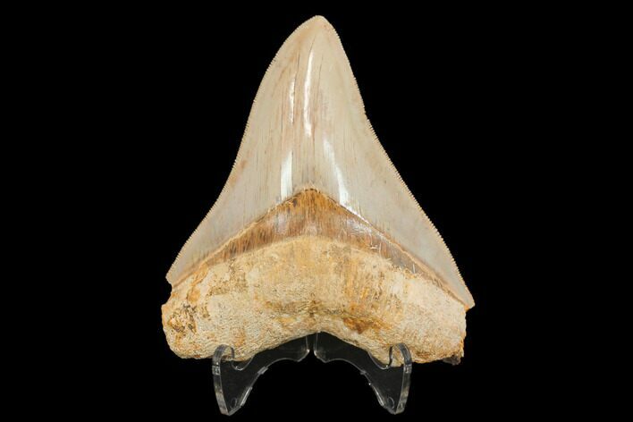 Serrated, Fossil Megalodon Tooth - West Java, Indonesia #145250